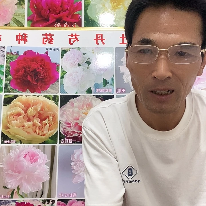 完全开放皇冠牡丹独杆88一颗