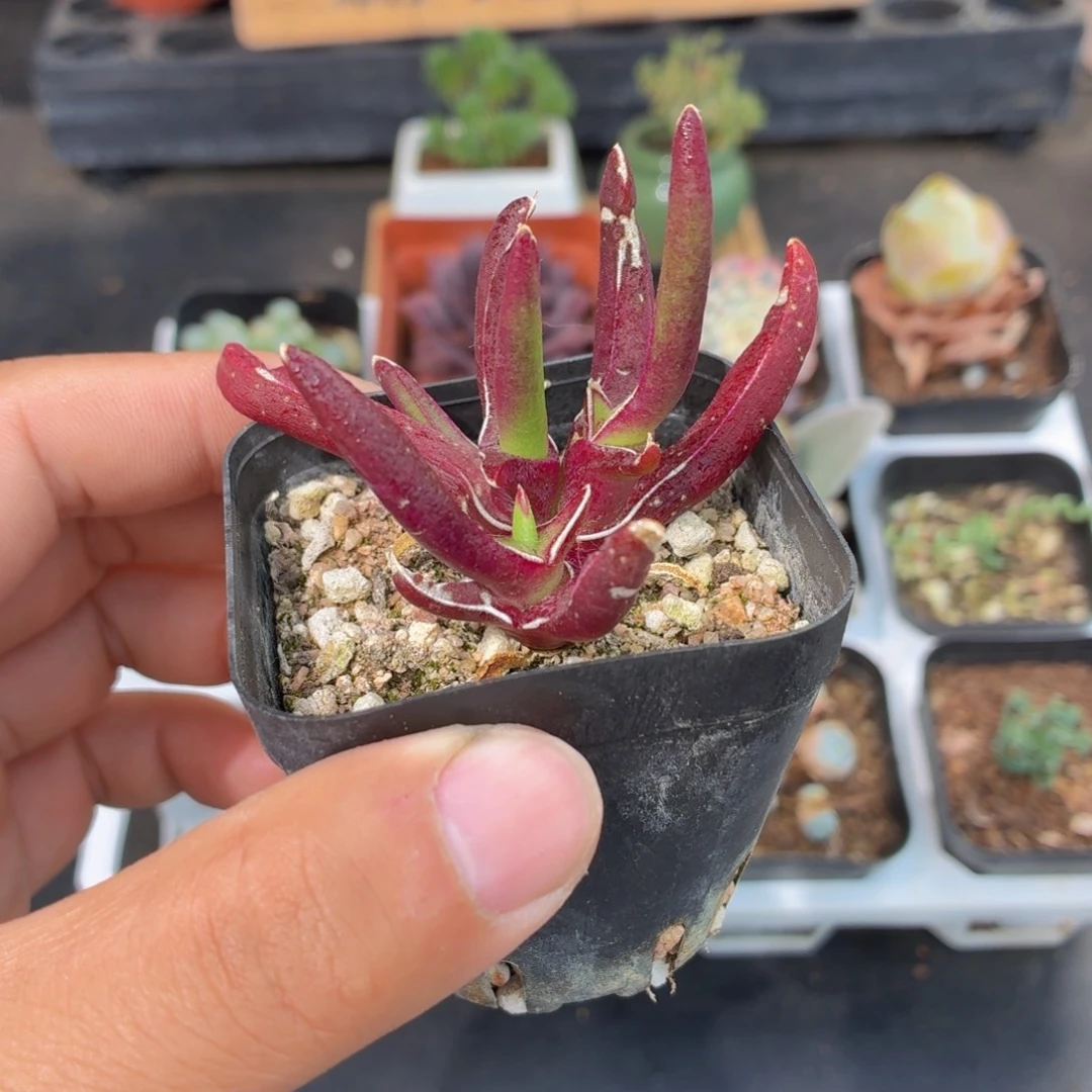 新妖多肉9.9包邮发货