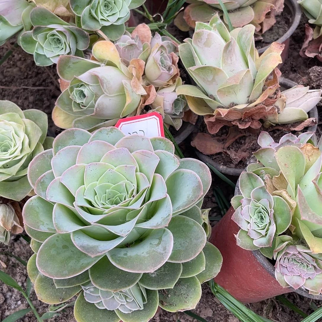 微***你山地玫瑰耶罗 277