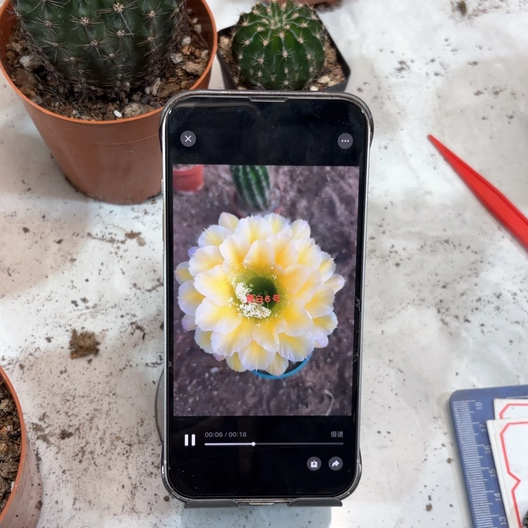 彩草黄白6号7公分左右