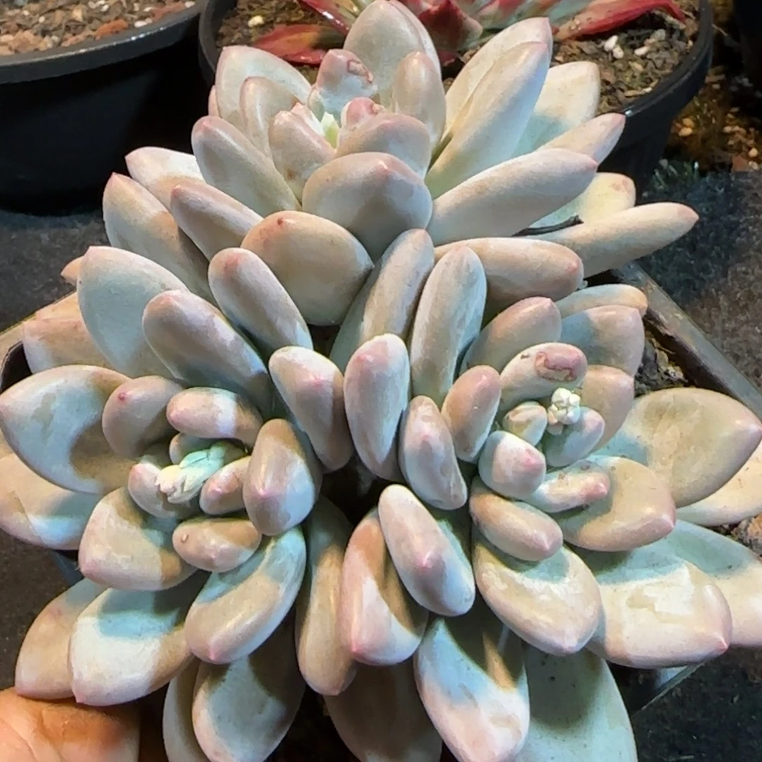 香水一物一拍包装收缩花旱