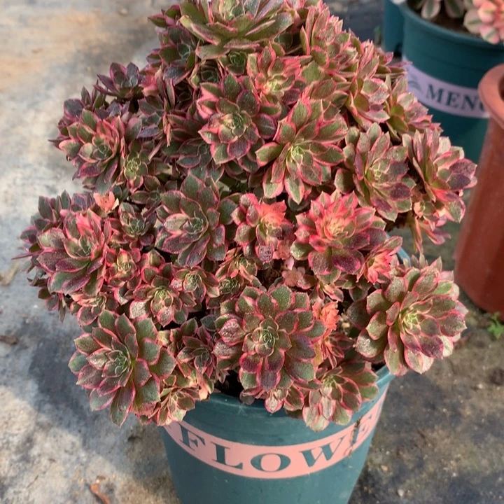 159黑膜锦多肉植物特价