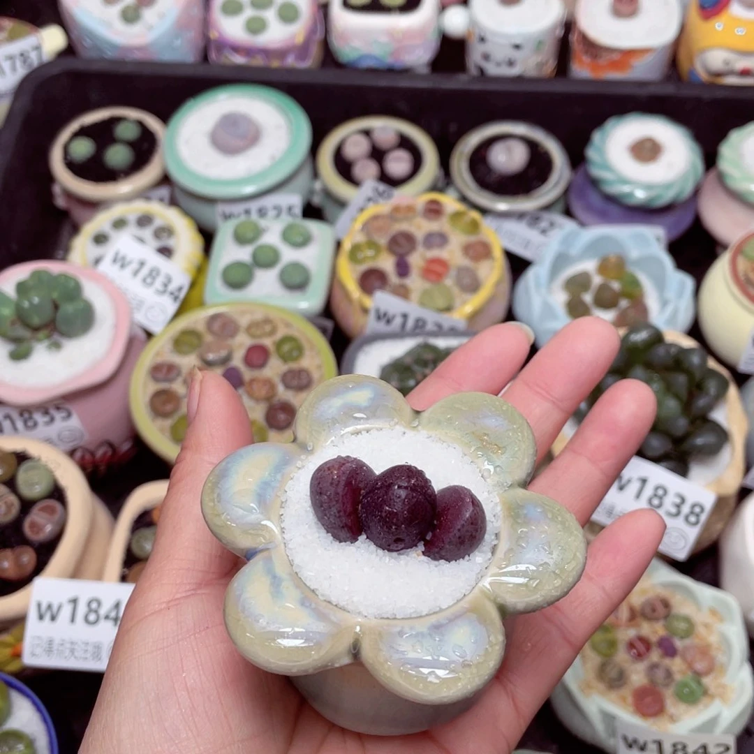 w1848 -零下地区拍保温箱-15支持寄养