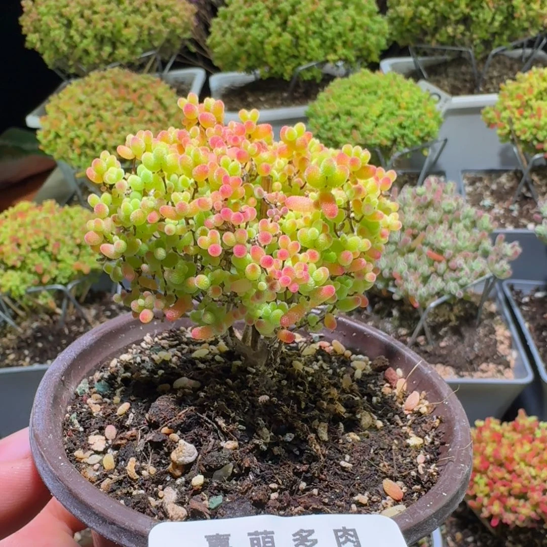 枝干上蜜桔糖球416