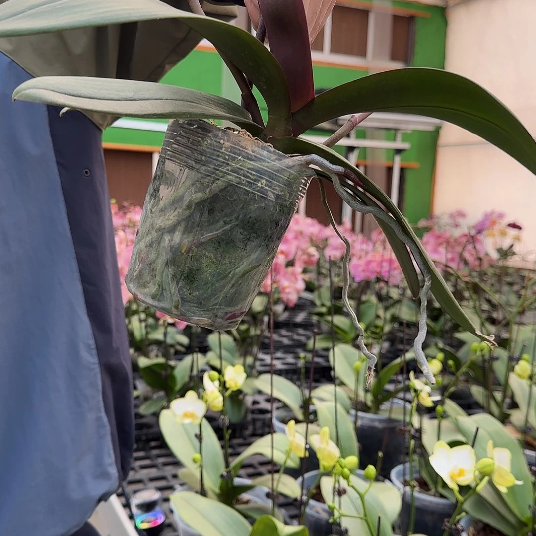 完全开放哈爸/花后苗/有瑕疵/