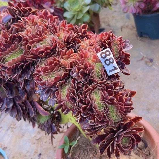 小*多肉植物一个