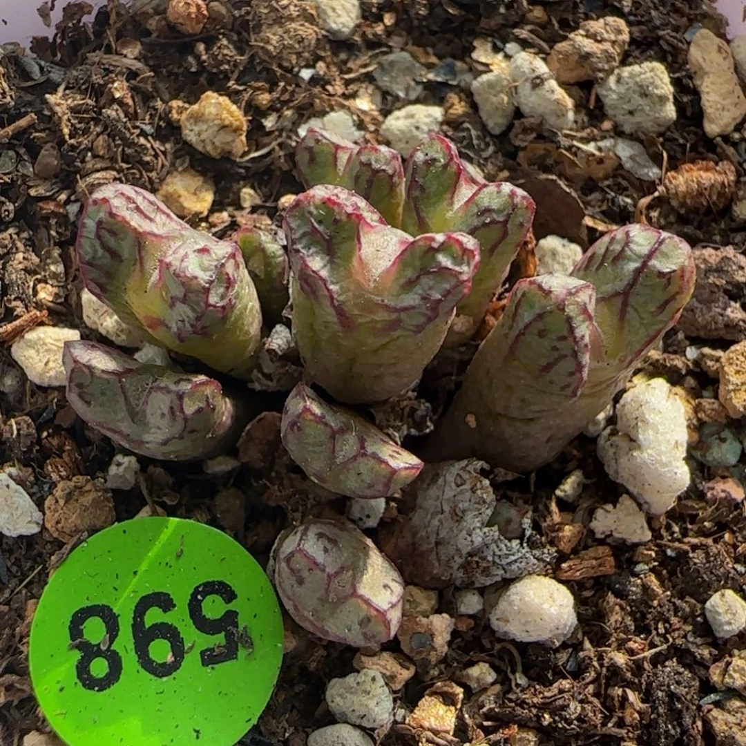 漂漂亮亮多肉植物598