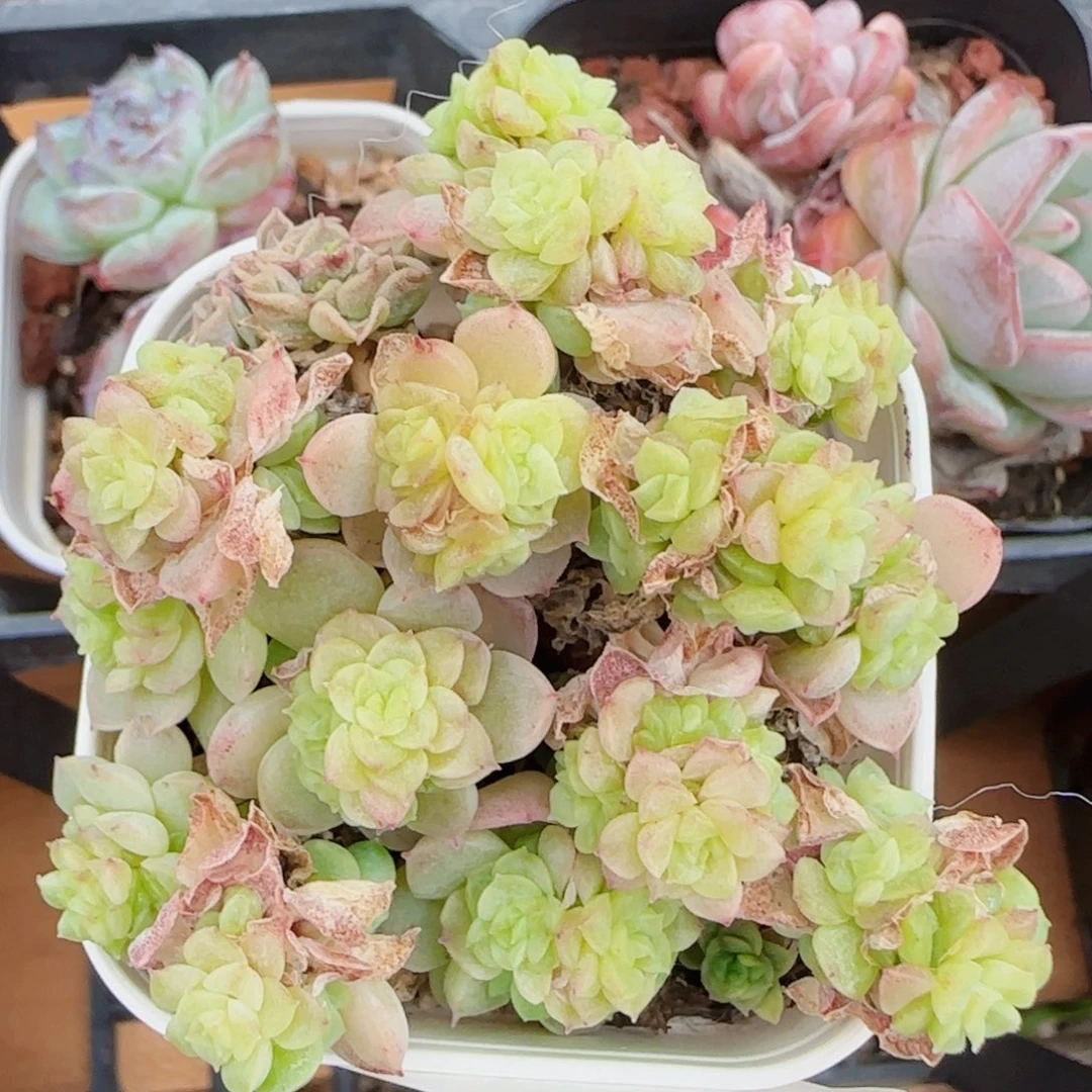花语逸镜0620-100散无售后