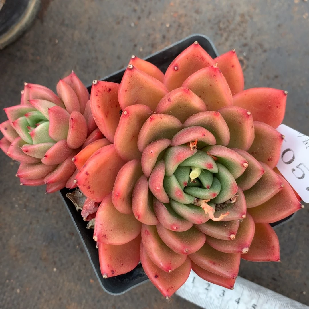 5057杂交精品基地11厘米