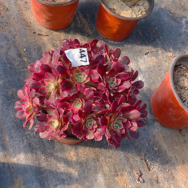 多肉妖月法师447