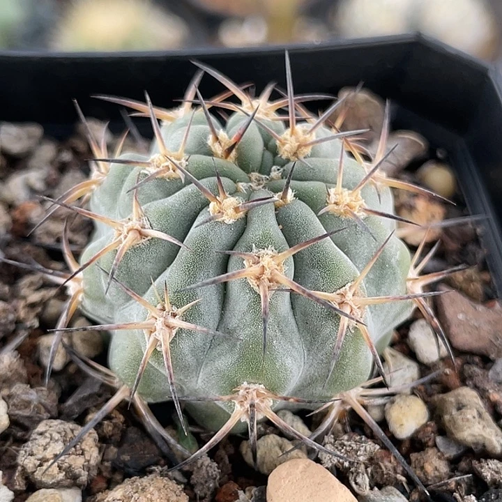 阿寒玉实生仙人球