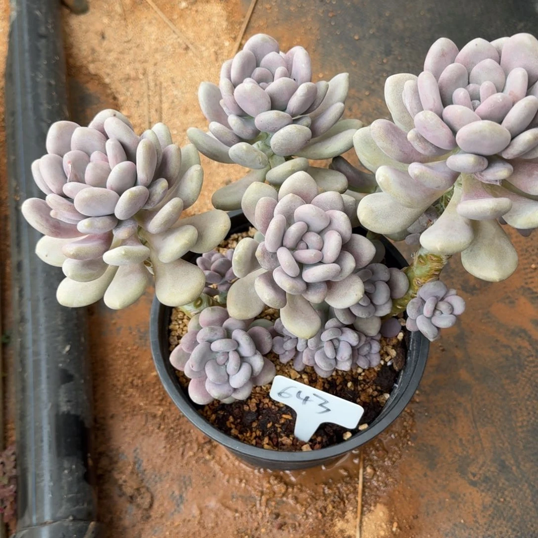 643月美人肉肉肉肉肉肉肉肉