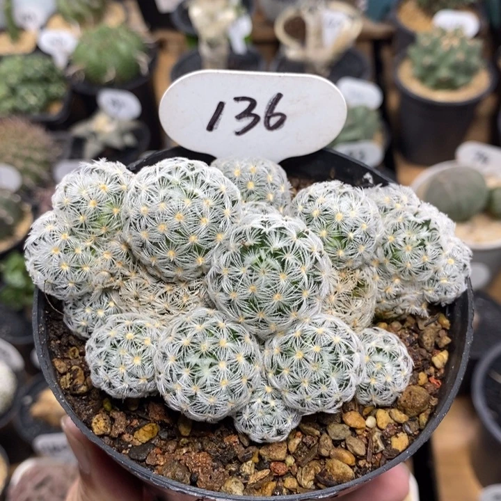 实生杜威丸群生136号10cm