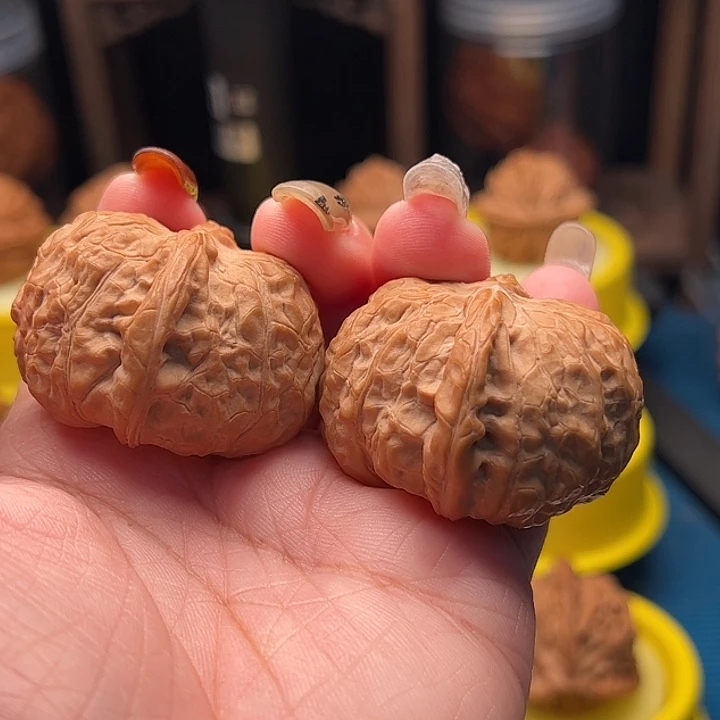 文玩核桃吊坠南瓜墩 全品