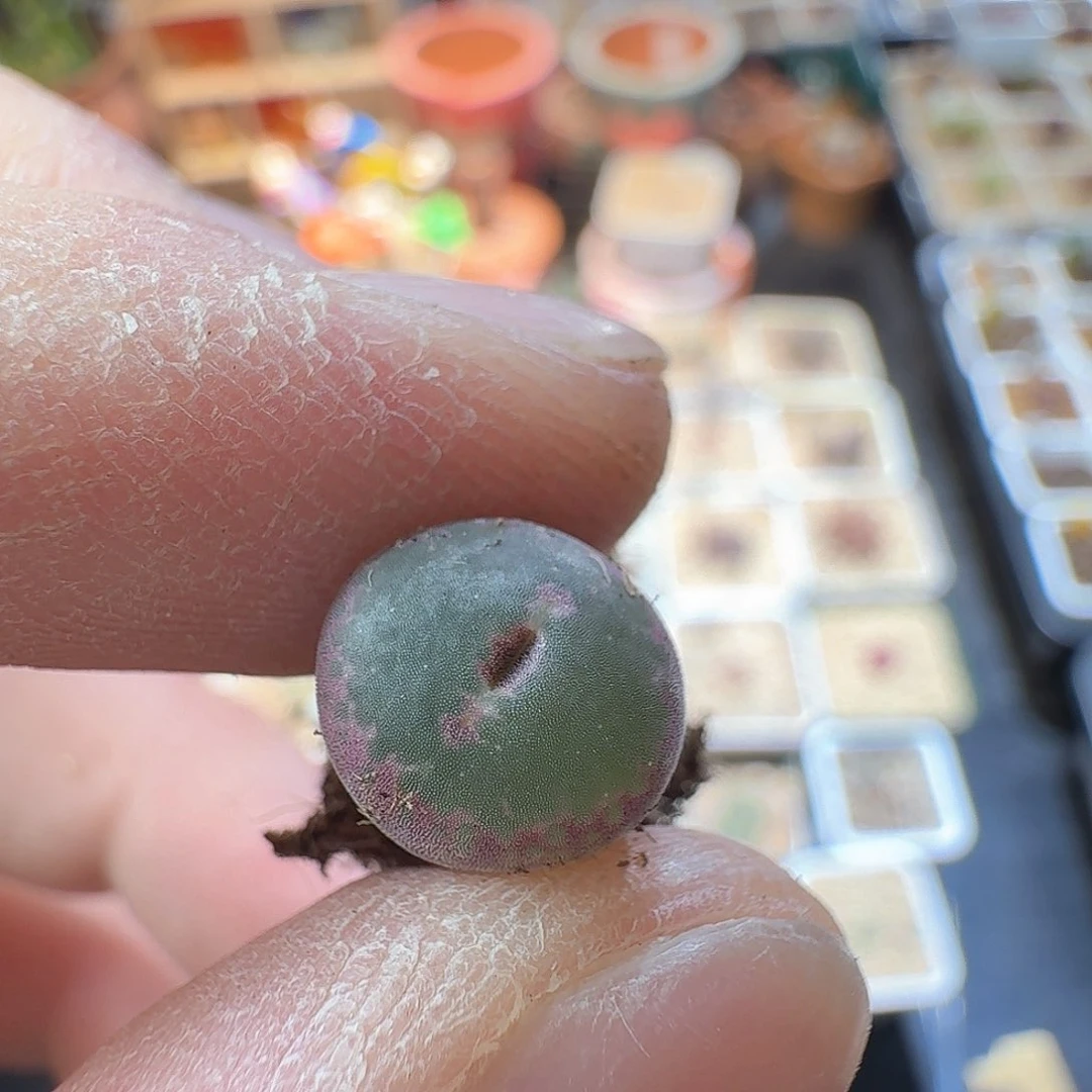 皮***举dy16 皮蛋匈牙利安格