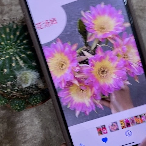 汤姆丽花，wyuioop