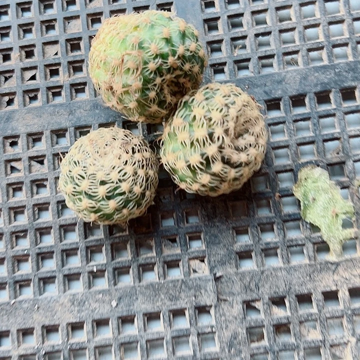 阳***城丽花魅影侧芽3颗    瑕疵