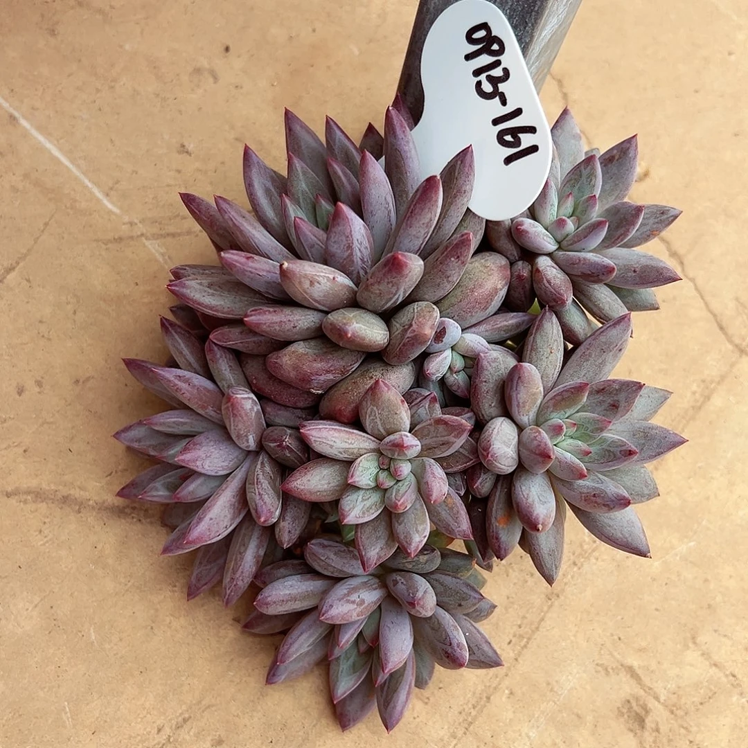 0913-161羽毛纹虞美人