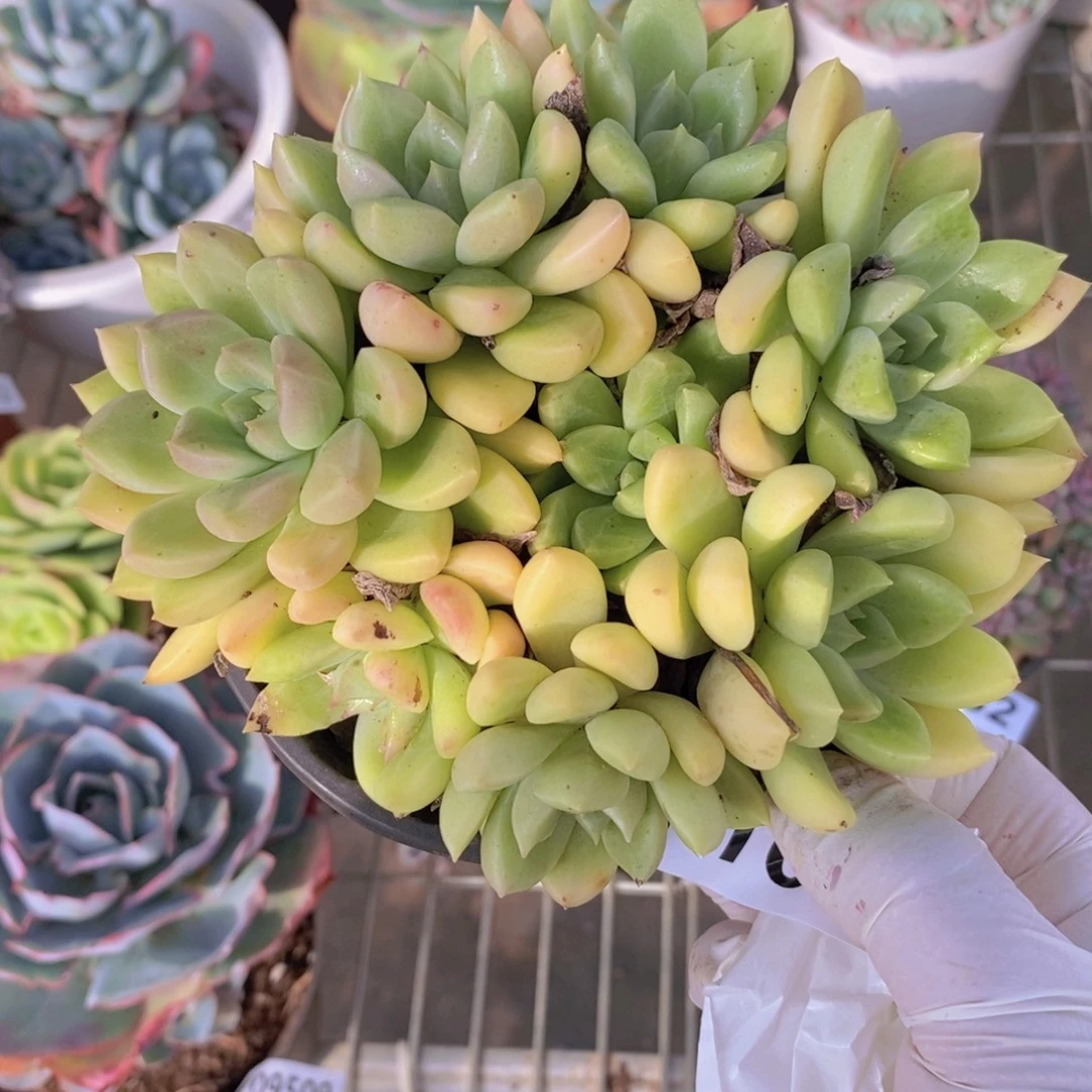 103璀璨多头一物一拍