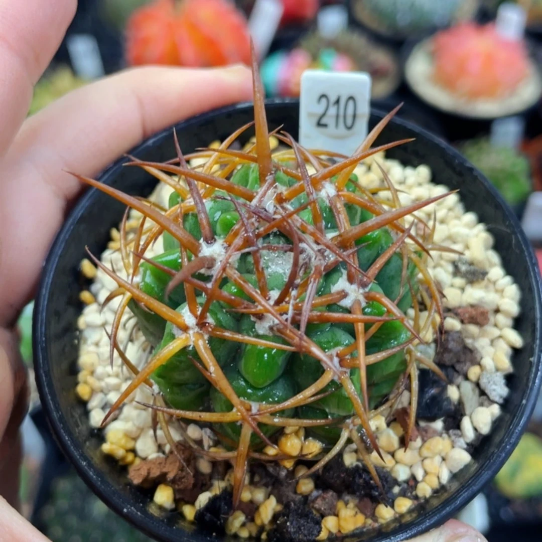 盆5公分满25包邮裸根发货