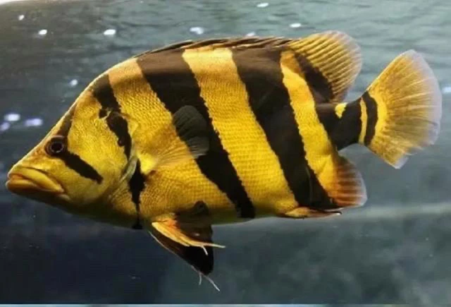 苏门答腊虎热带观赏鱼（图片仅供参考，联系客服挑鱼）