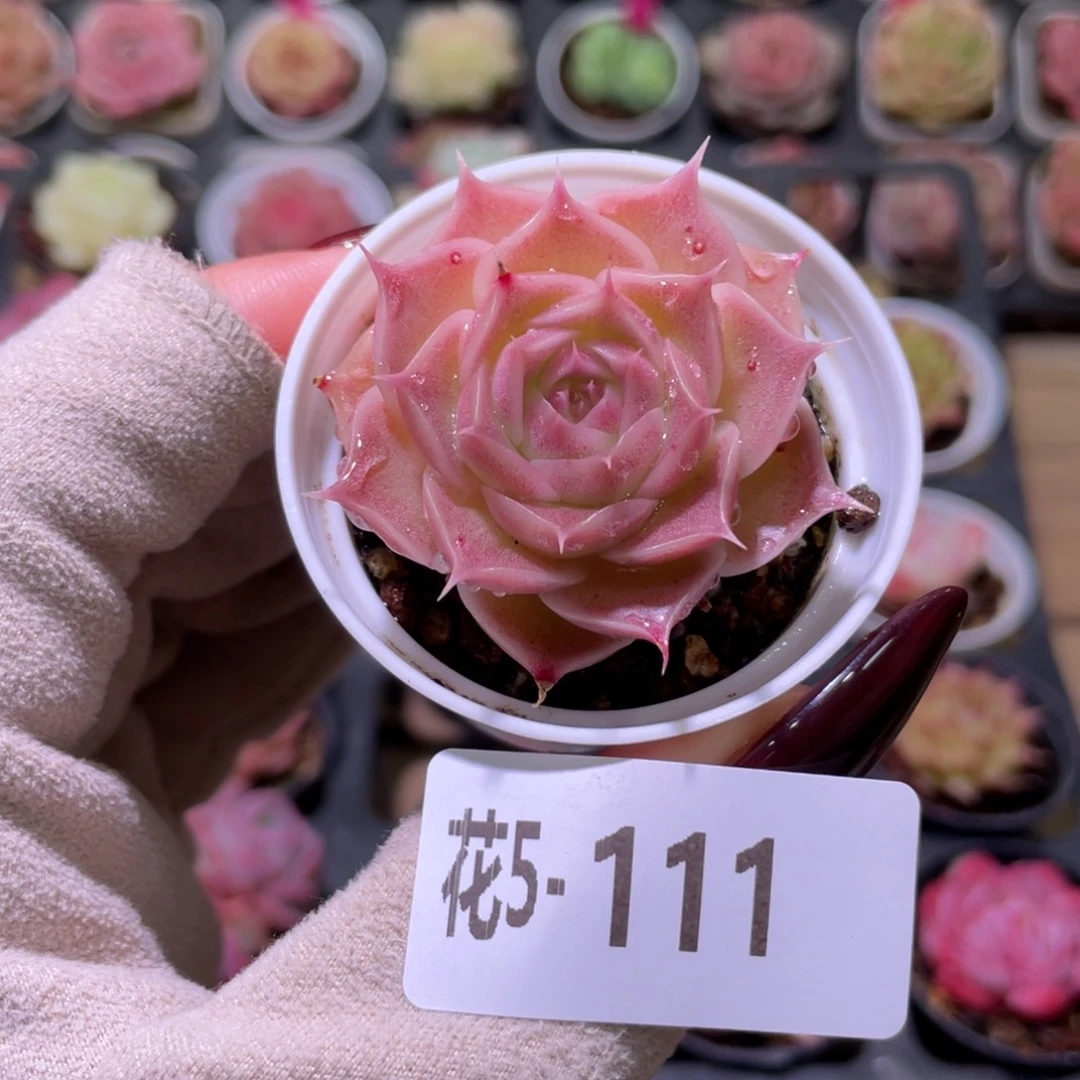 花利美5-111霜瓷单头