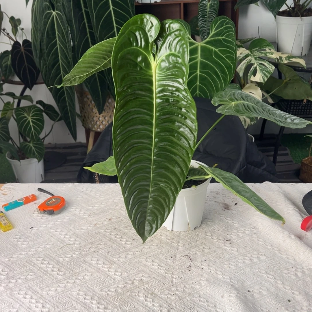 完全开放极密火鹤王叶长40