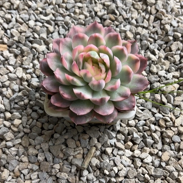 草莓蛋糕锦多肉植物