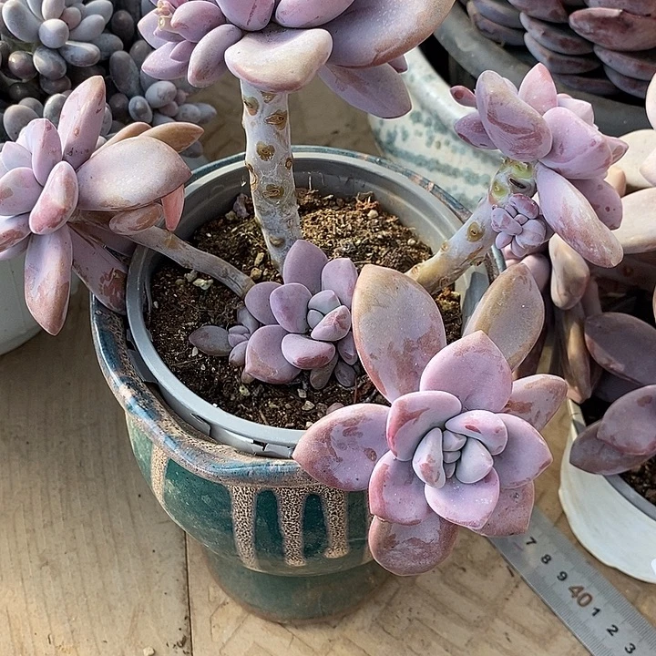 不****小七夕多肉桃霜24三颗