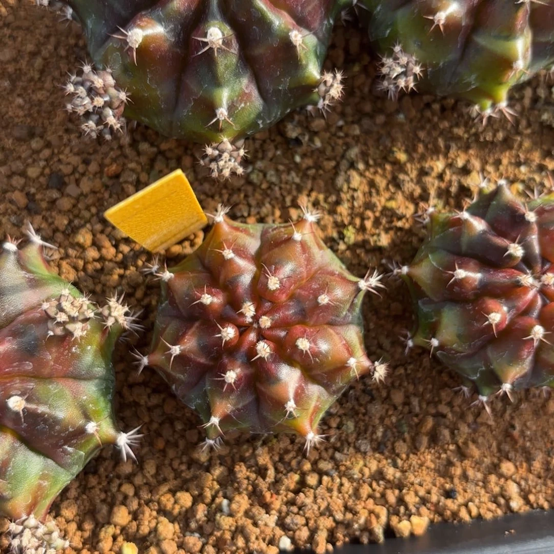 L514-0104泰国发货