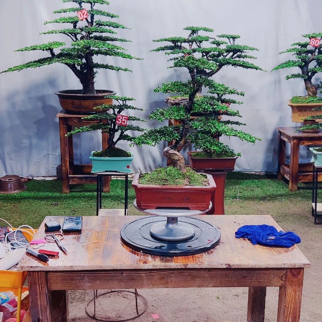无花朵红芽珍珠罗汉松