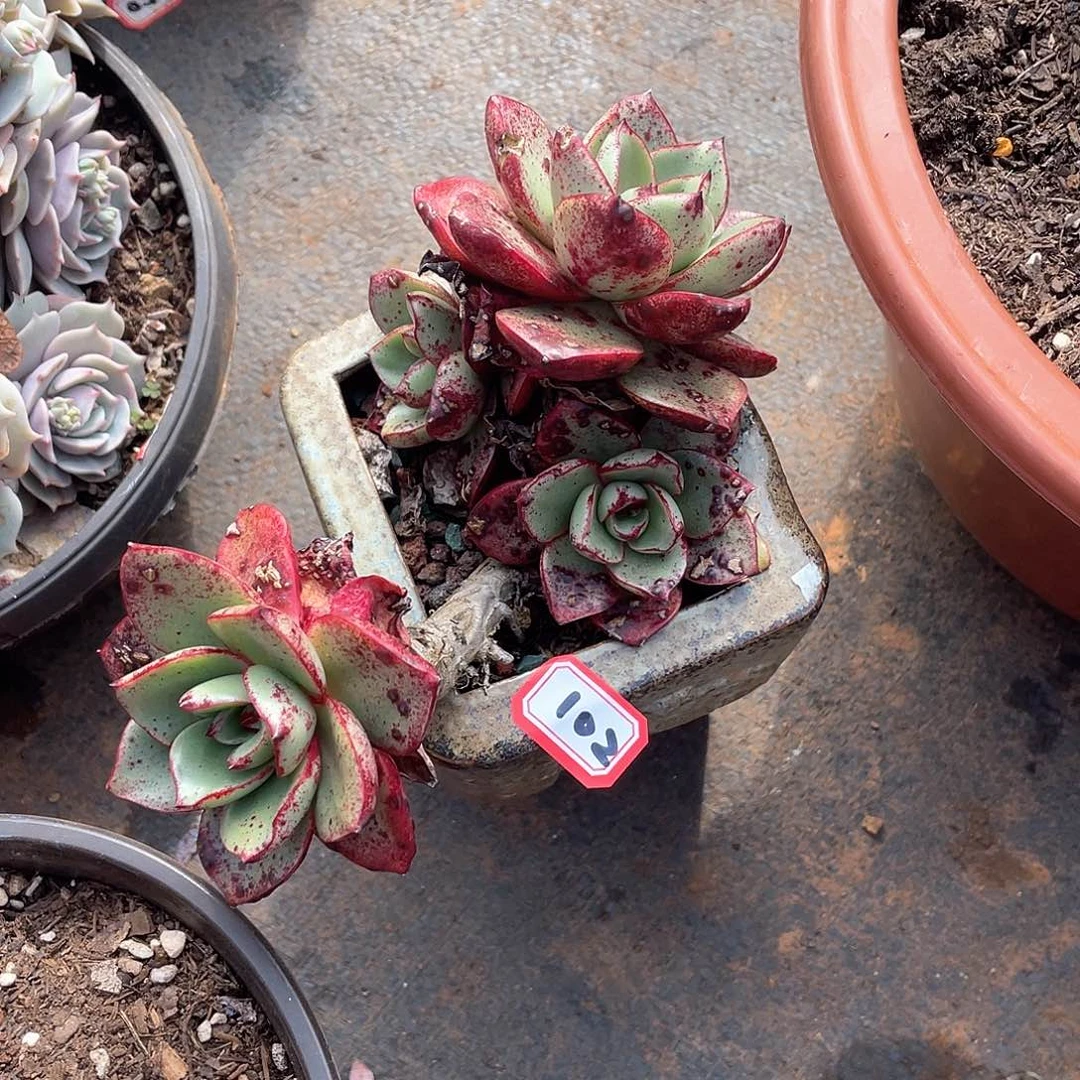 V****豆102不知名 一物一拍多肉