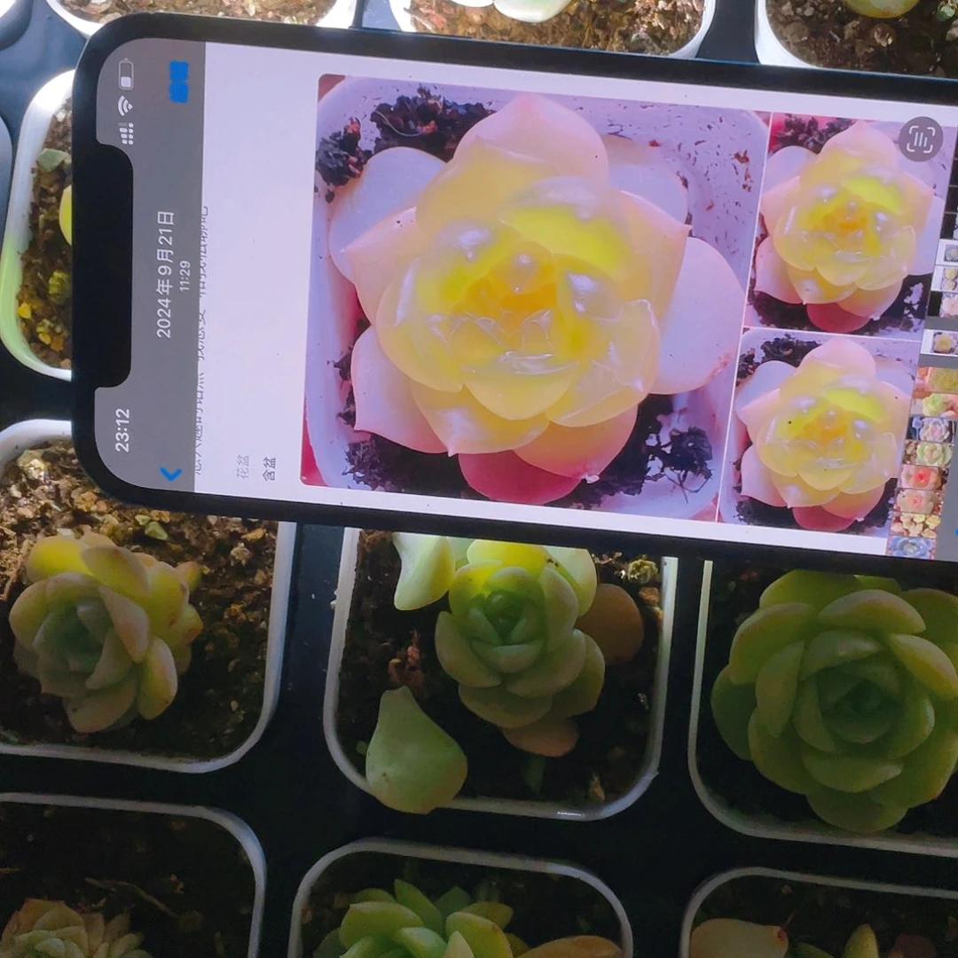 谪仙叶子一片  一个满25包邮