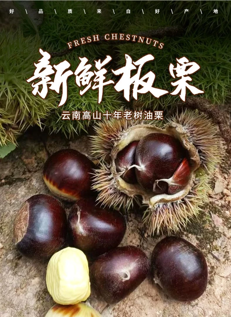 【现货】云南高山新鲜板栗带壳好吃生吃脆甜熟吃粉糯