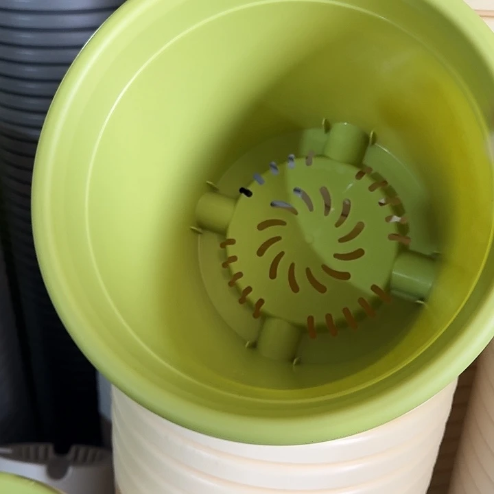 四季4号果绿无托10个特价