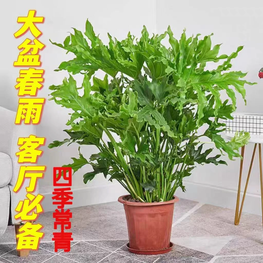 龙鳞春羽水培室内客厅绿植盆栽四季好养去除甲醛吸附异味