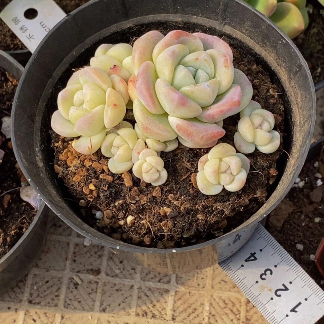 ?*宝多肉植物一物一拍