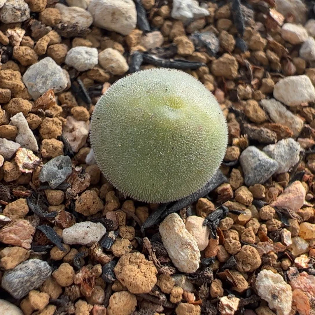 752多肉植物组合