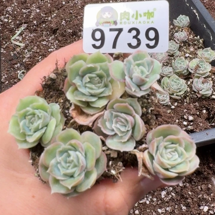多肉植物多肉植物