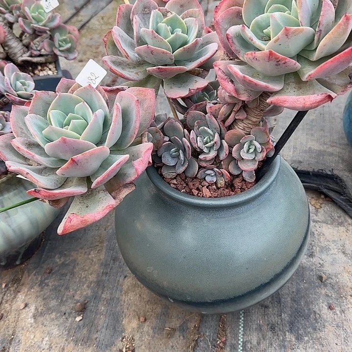 浅**末082血凤脱土发货不退不换