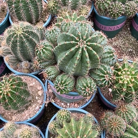 仙人球开花漂亮好看