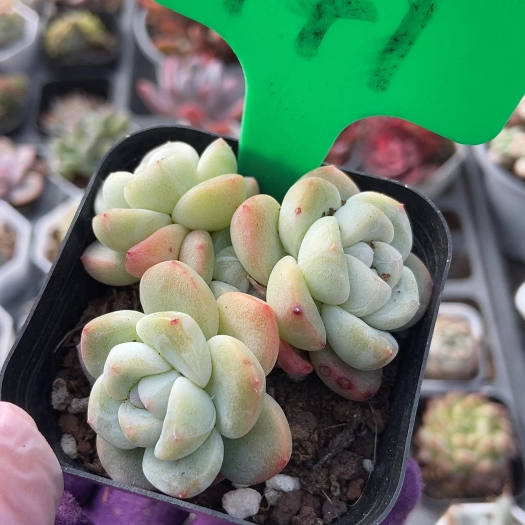 741冰玉多肉植物保护