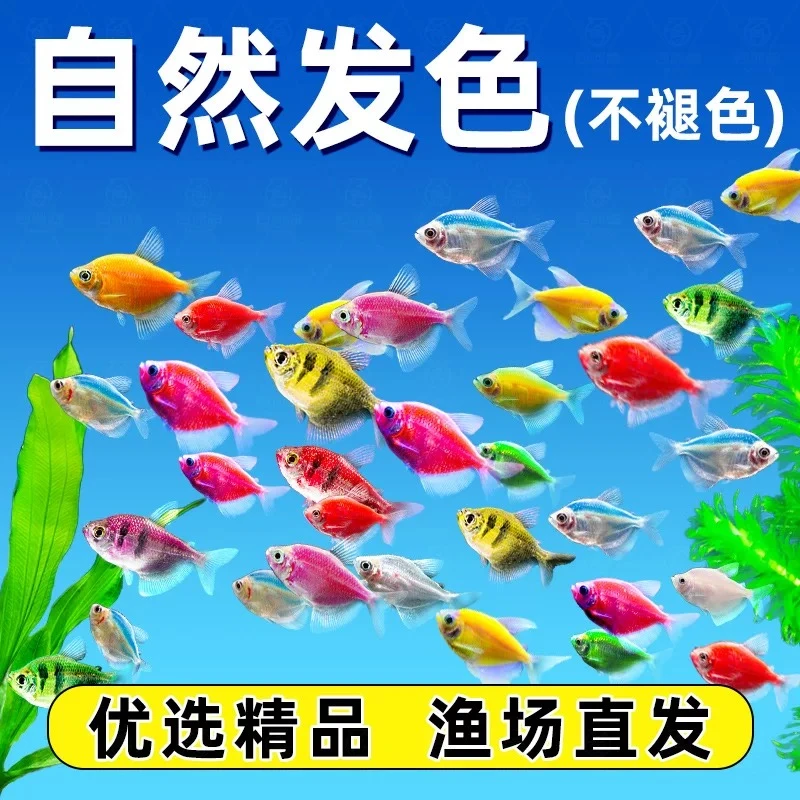 天使鱼观赏鱼淡水小型热带观赏鱼金鱼好养耐活体群游小型观赏鱼