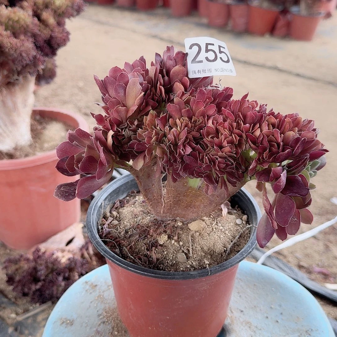 255火玫瑰满28包邮