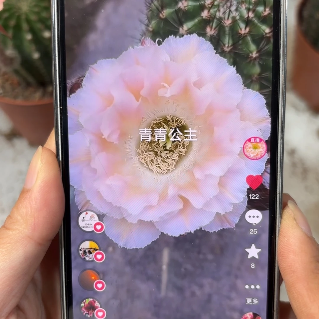 彩草青青公主侧牙2.5到3公分