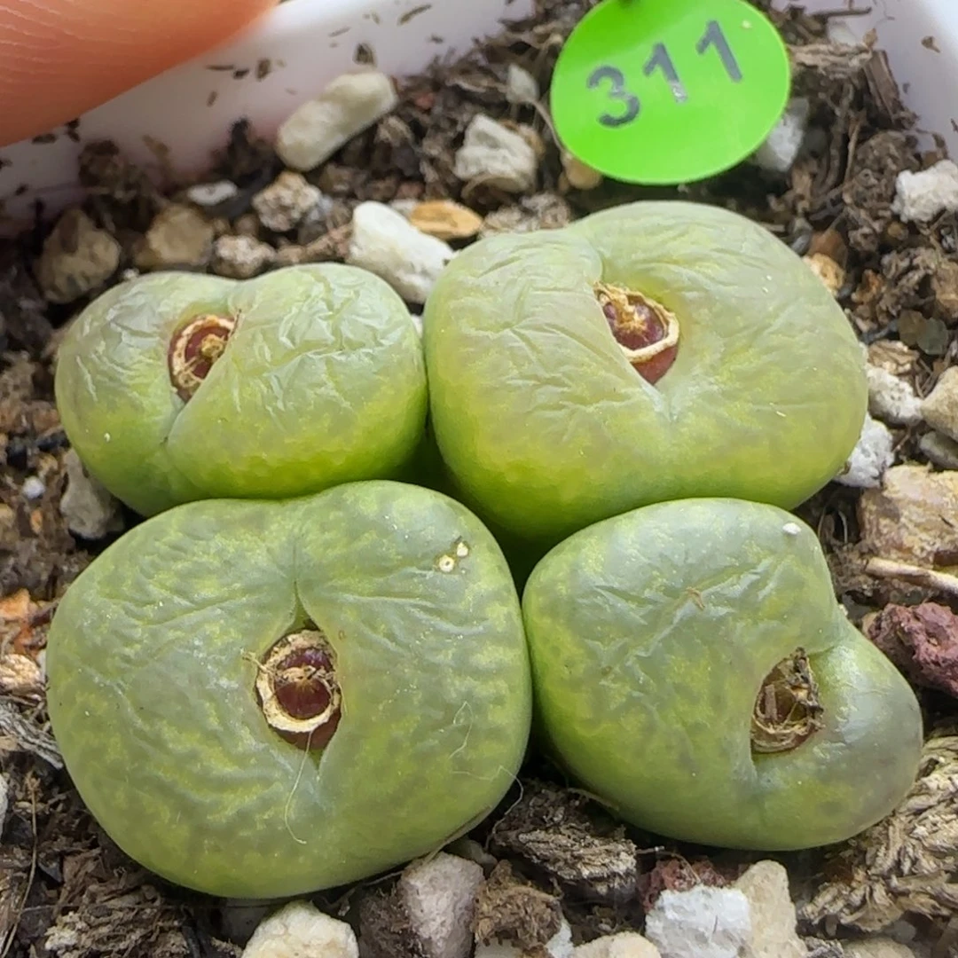 大杂交群生多肉植物311