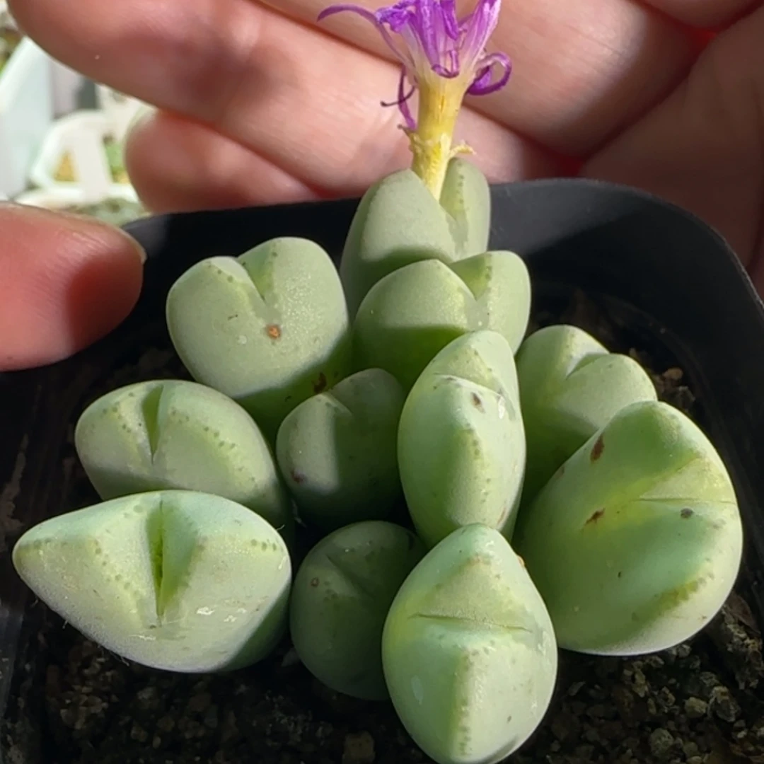 【闪购商品】18952紫花将群生