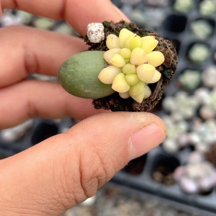 钱带甜锦群随机发满18