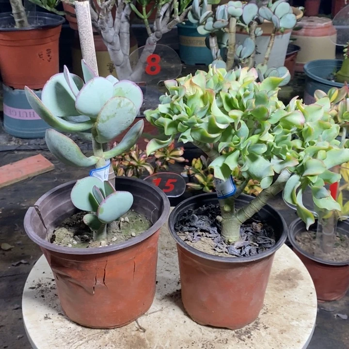 海带花月轮回花月