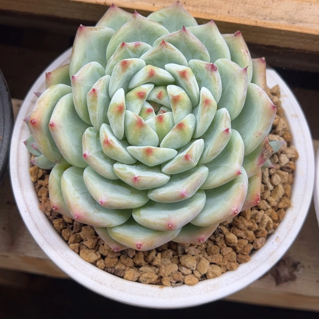 白拉糖 带侧芽 夏鸣园艺